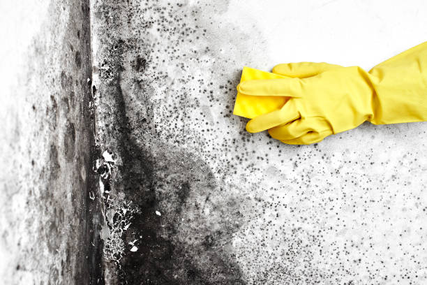Office Mold Removal Services in Kalamazoo, MI