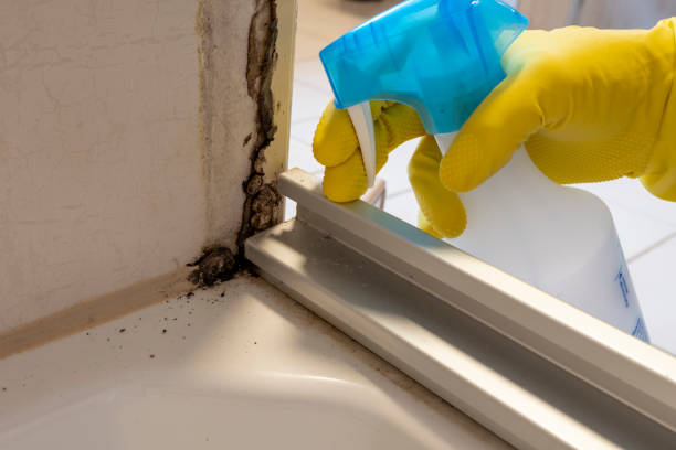 Best Office Mold Removal Services  in Kalamazoo, MI