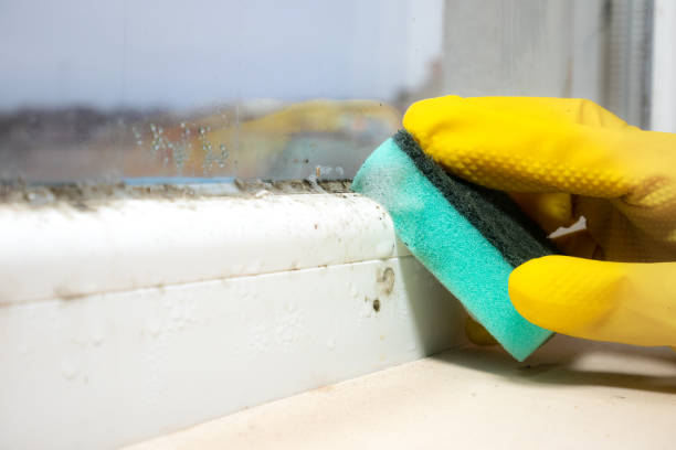 Best Home Mold Removal  in Kalamazoo, MI