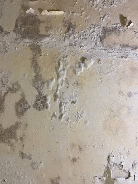 Trusted Kalamazoo, MI Mold Removal Experts