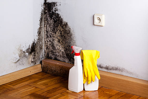 Attic Mold Removal in Kalamazoo, MI