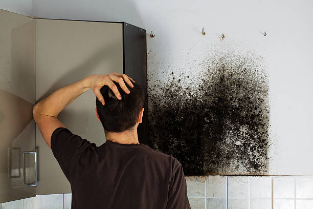Best Mold Inspection  in Kalamazoo, MI