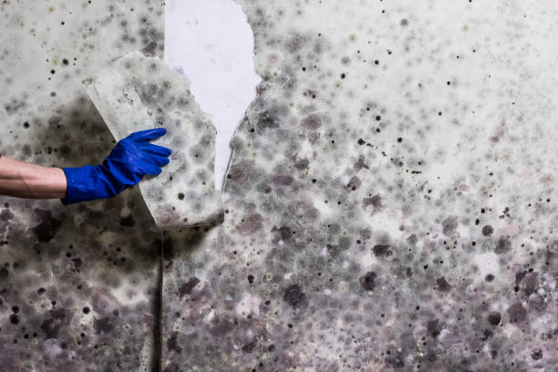 Mold Testing and Removal in Kalamazoo, MI