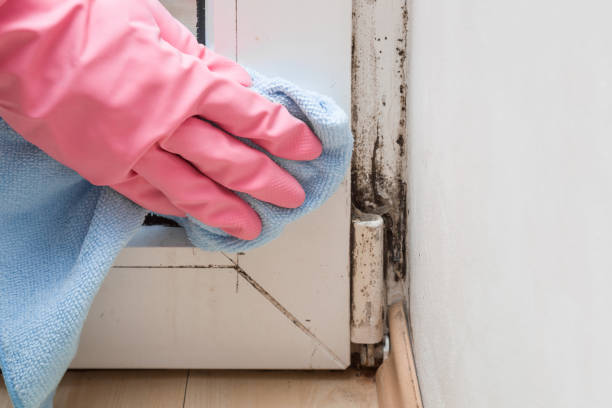 Best Professional Mold Removal  in Kalamazoo, MI