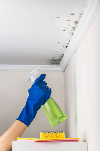 Best Toxic Mold Removal  in Kalamazoo, MI
